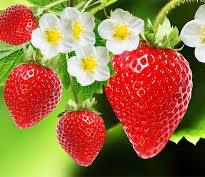 Strawberry