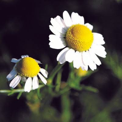 Chamomile