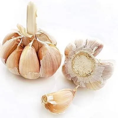 Garlic