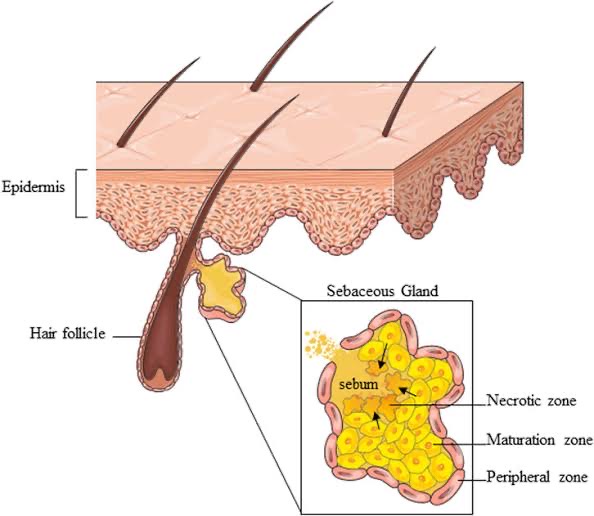 Sebaceous Glands