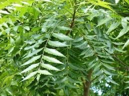 Neem leaf 