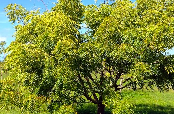 Neem tree 