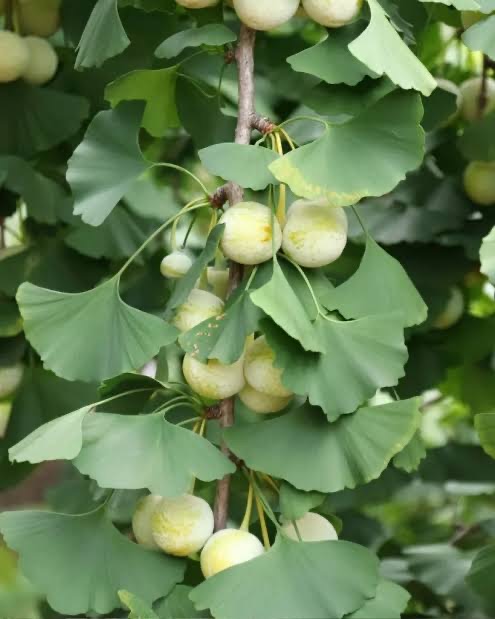 Ginkgo bilabo 