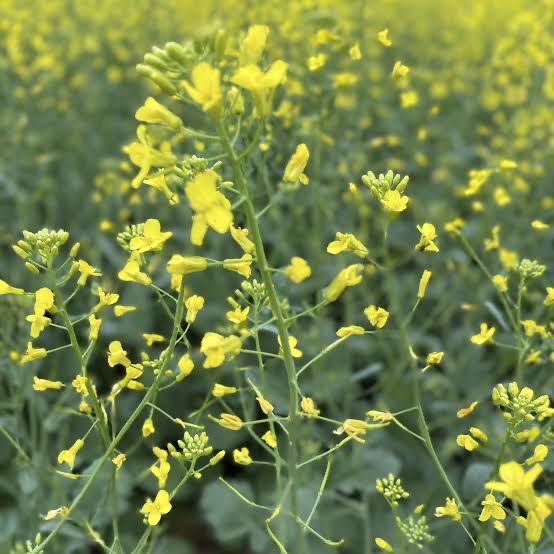 Canola plants 