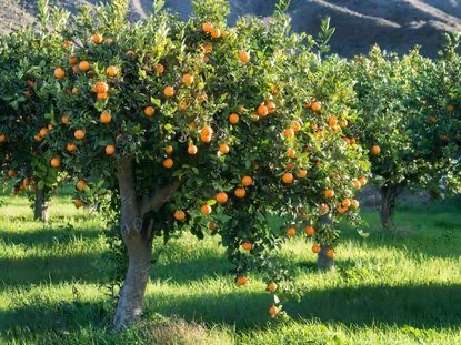 Tree of oranges 