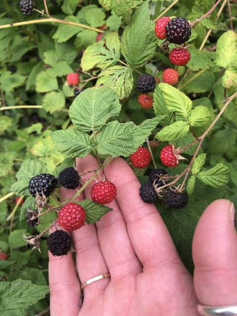 Blackberries