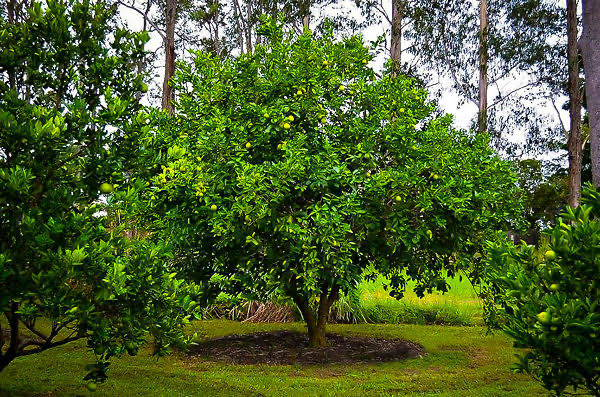 Persian limes