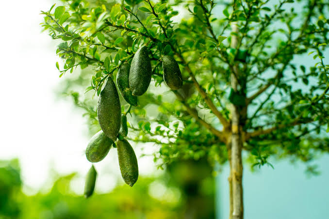 Finger limes tree