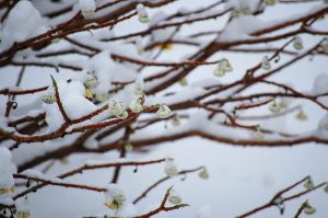 SAVING PLANTS IN WINTER SEASON