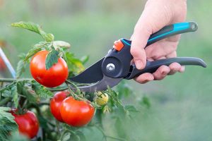 TIPS FOR PRUNING TOMATO PLANTS