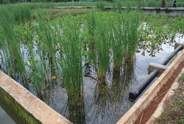 Constructed wetlands for water treatment 