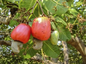 HEALTH BENEFITS OF CASHEWS