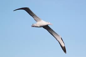 Albatrosses