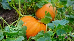 PUMPKIN LEAVES HEALTH RELEVANCE