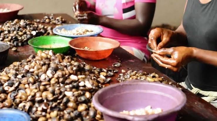 Cashew fruit