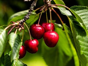 BENEFITS AND SIDE EFFECTS OF CHERRY