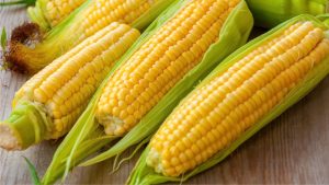 CORN: TYPES AND USES