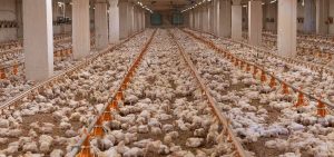 MODERN POULTRY FARMING HACKS