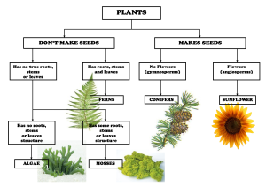 CLASSIFICATION OF PLANTS