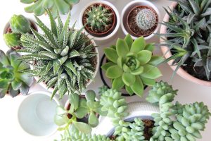 BENEFITS OF SUCCULENTS PLANTS