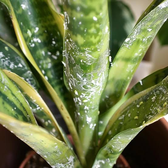 Snake plants