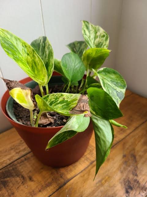 Pothos Plants