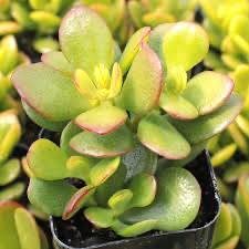 Succulent plants