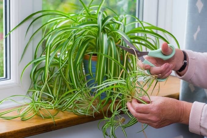 Spider plant