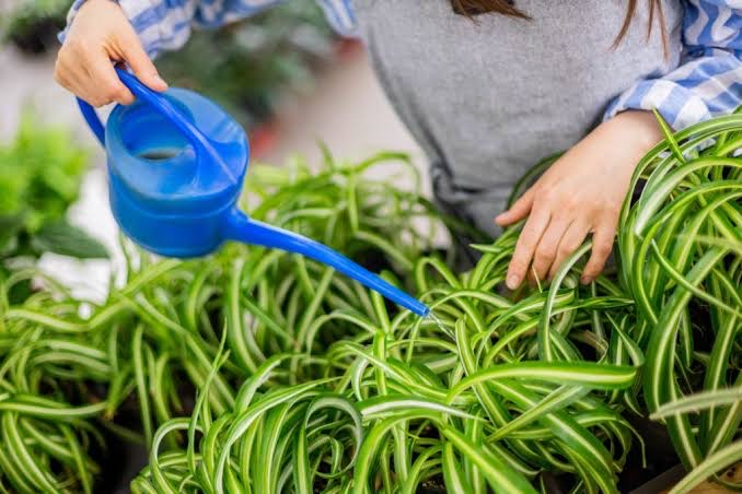 Spider plant