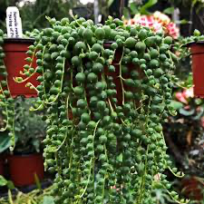 String of Pearls