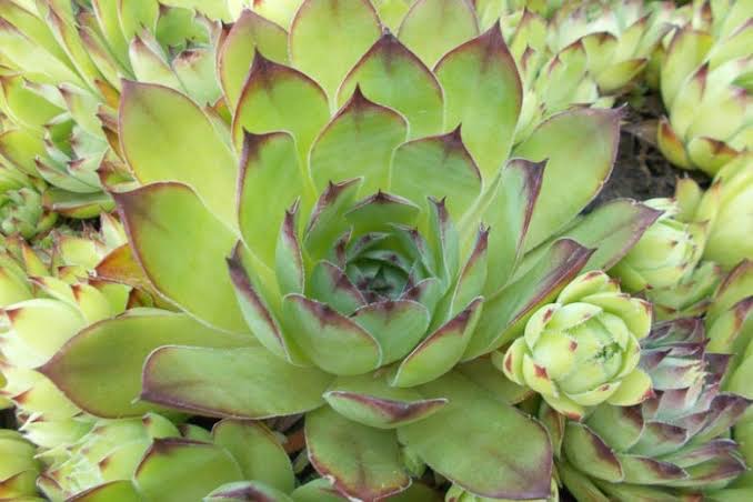 Hens and Chicks 