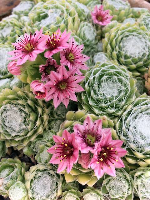 Hens and Chicks 