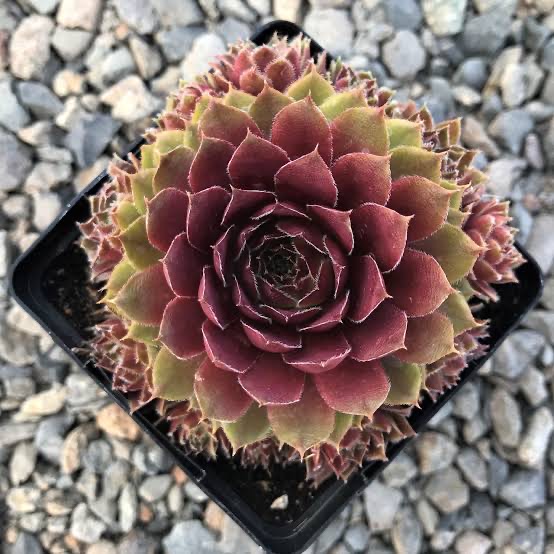 Sempervivum Red Rubin