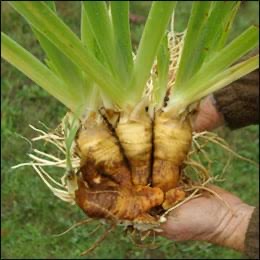 Orris root