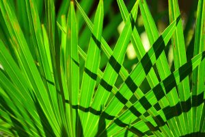 RELEVANCE OF SAW PALMETTO