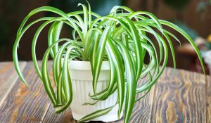 IMPORTANCE OF SPIDER PLANTS