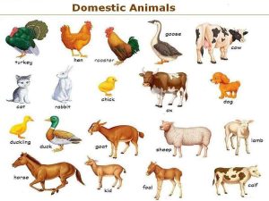 LIST OF DOMESTICATED ANIMALS