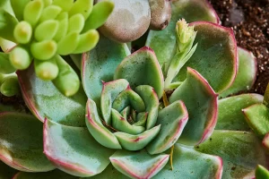 RELEVANCE OF ECHEVERIA