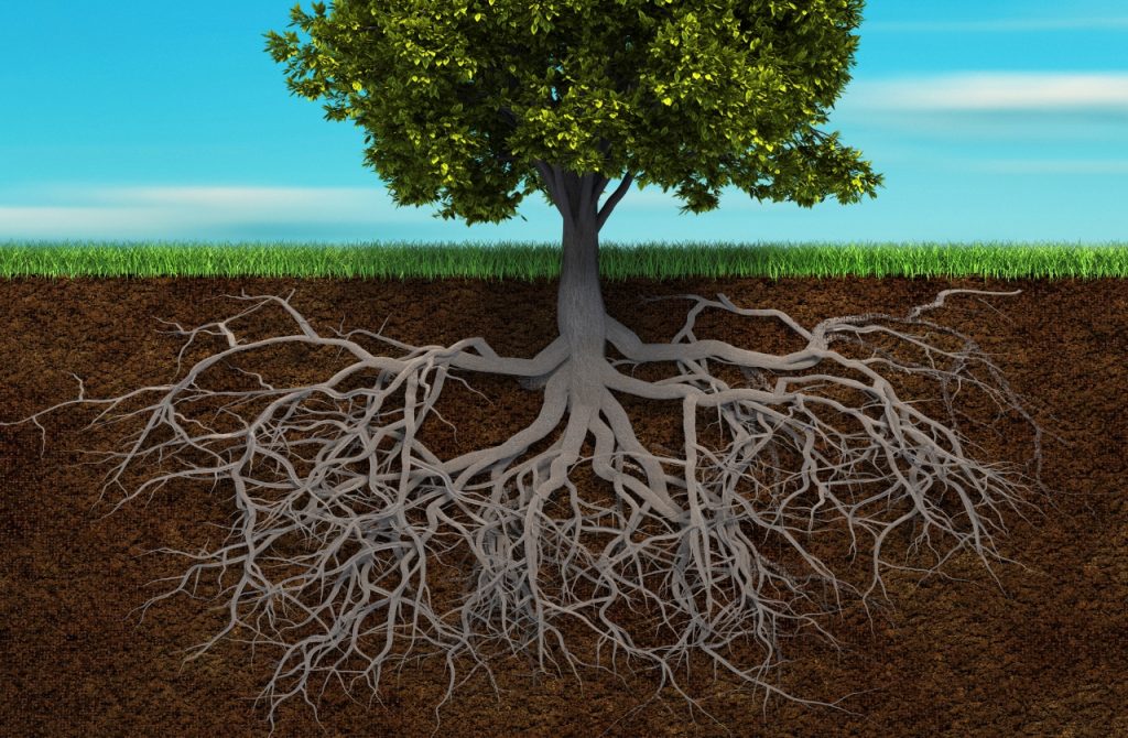 Roots: Types and Functions - SimplExplainer