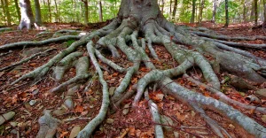 ROOTS: TYPES AND FUNCTIONS