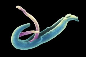 PREVENTION AND CONTROL OF SCHISTOSOMIASIS