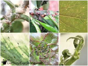 VARIOUS TYPES OF PLANTS INSECTS