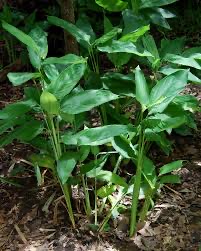 Arrowroot Plant