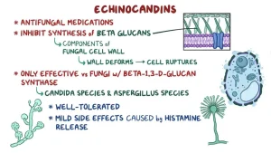 EFFECTS OF ANTIFUNGAL MEDICS