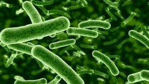 BACTERIA