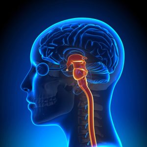 BRAINSTEM