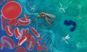 SIGNS OF MALARIA