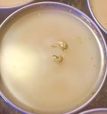 Slippery Elm Ointment