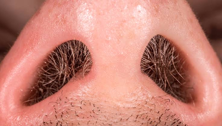 Nose hair