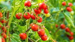 CHERRY TOMATOES